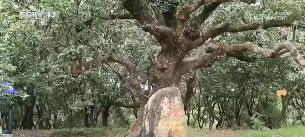 快牛策略 央视新闻 | 茂名：给“荔”出圈做好“甜蜜经济”文章，农文旅联动撬动多元消费场景